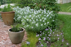 Home Gardening Area